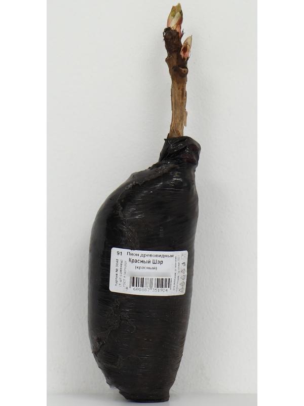 Пион древовидный (привитый на травянистый) 