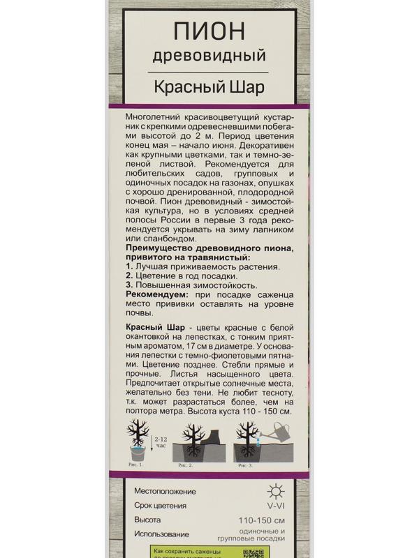 Пион древовидный (привитый на травянистый) 