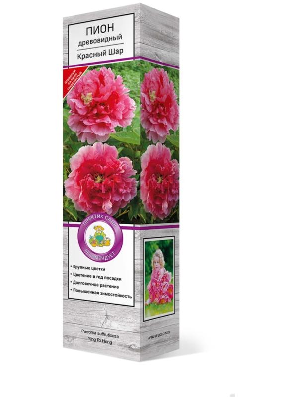 Пион древовидный (привитый на травянистый) 