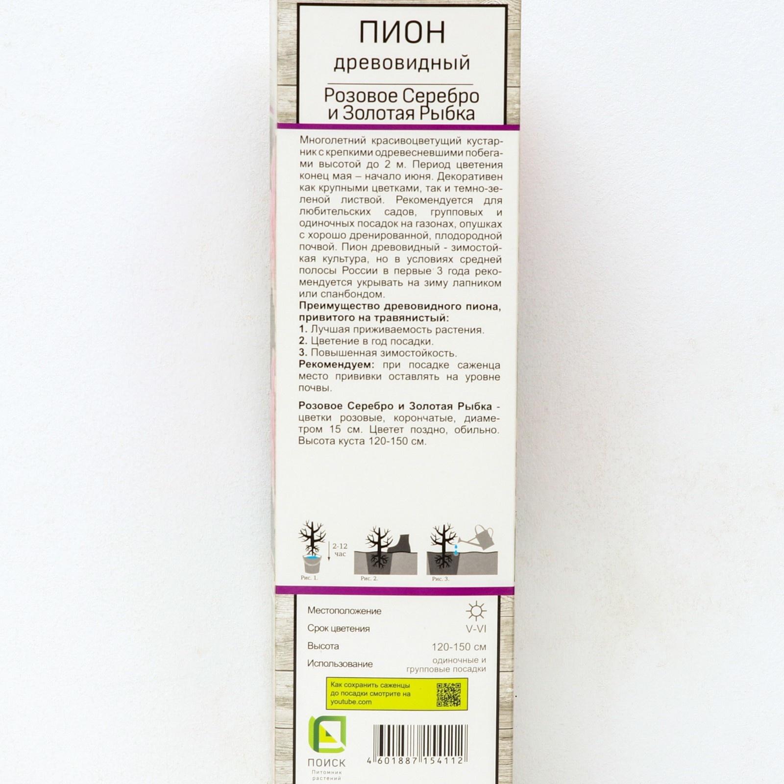 Пион древовидный (привитый на травянистый) 