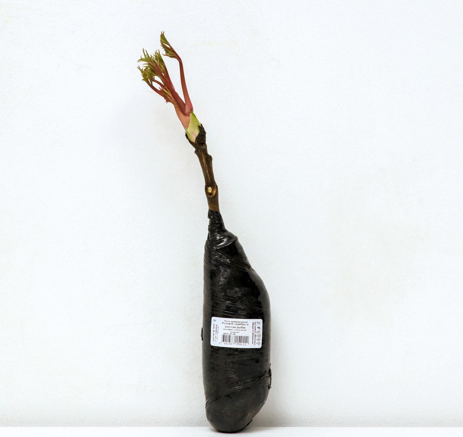 Пион древовидный (привитый на травянистый) 