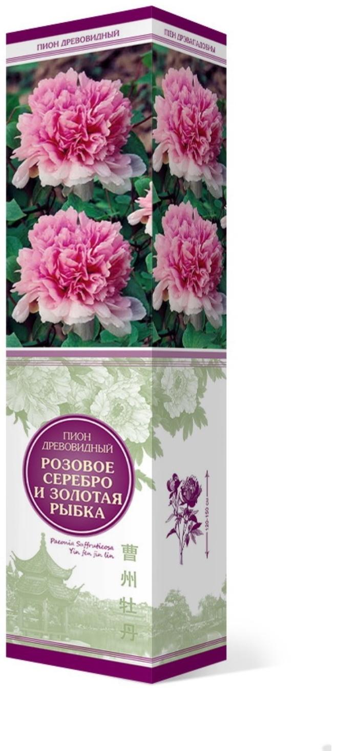 Пион древовидный (привитый на травянистый) 