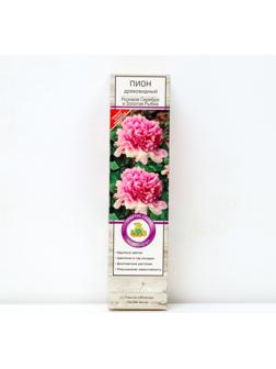 Пион древовидный (привитый на травянистый) 