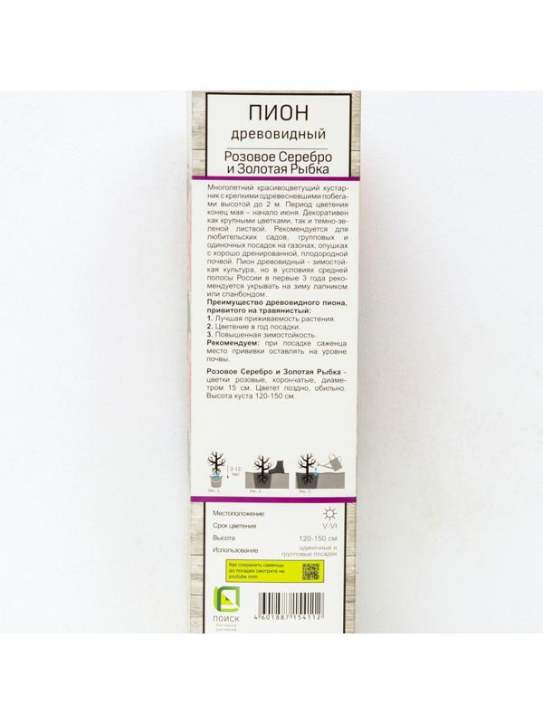 Пион древовидный (привитый на травянистый) 