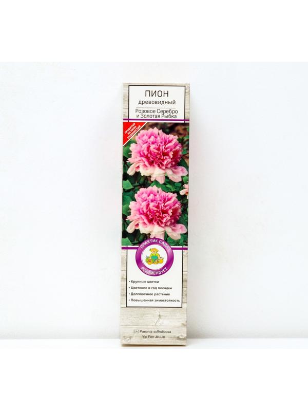 Пион древовидный (привитый на травянистый) 
