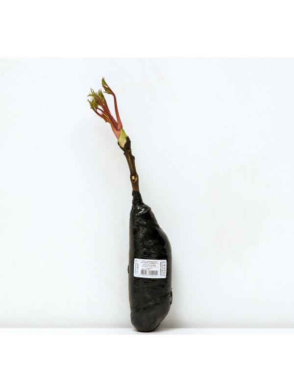 Пион древовидный (привитый на травянистый) 