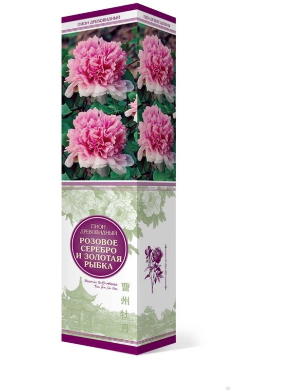 Пион древовидный (привитый на травянистый) 
