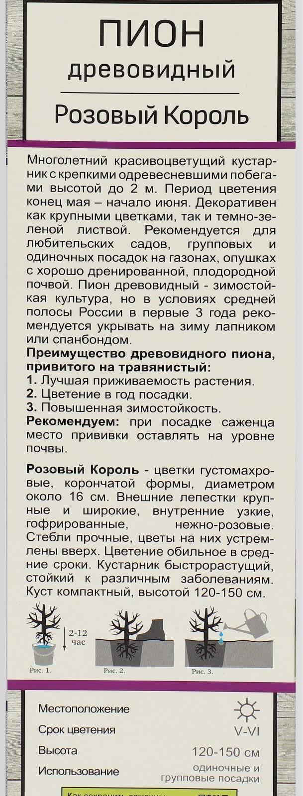 Пион древовидный (привитый на травянистый) 