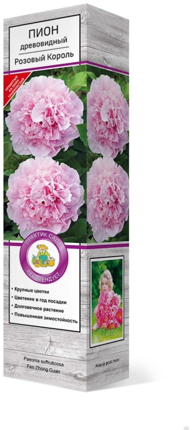 Пион древовидный (привитый на травянистый) 