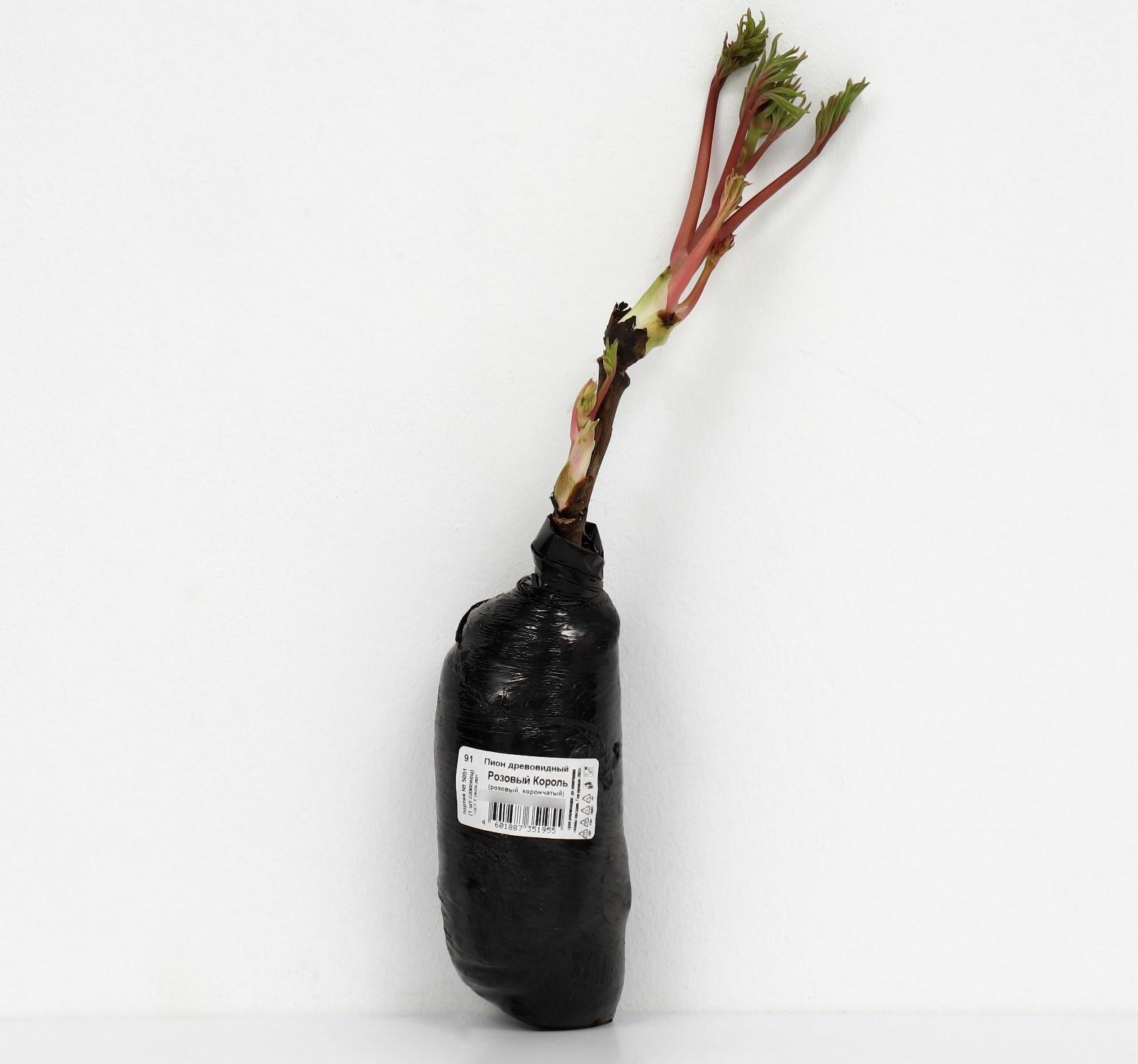 Пион древовидный (привитый на травянистый) 