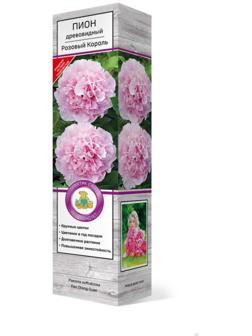 Пион древовидный (привитый на травянистый) 