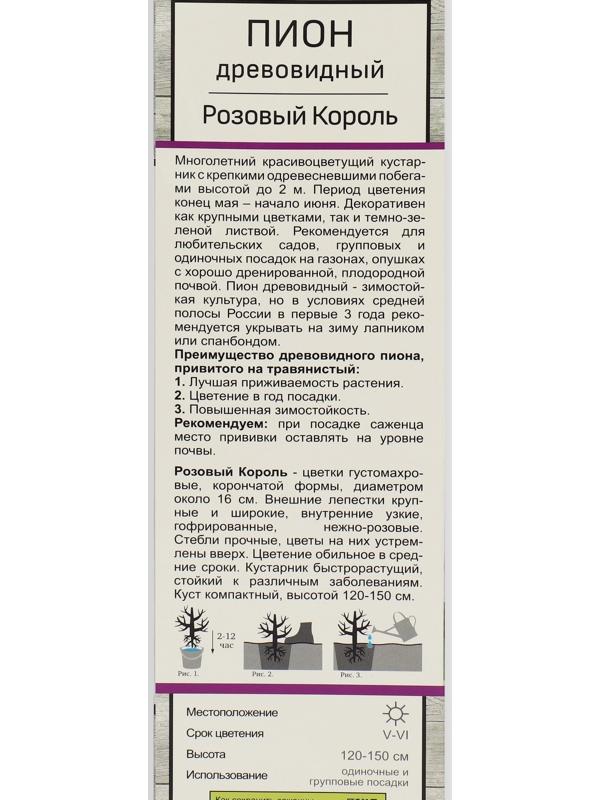 Пион древовидный (привитый на травянистый) 