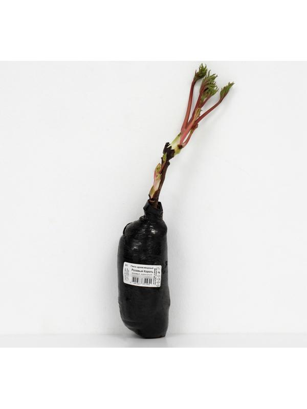 Пион древовидный (привитый на травянистый) 