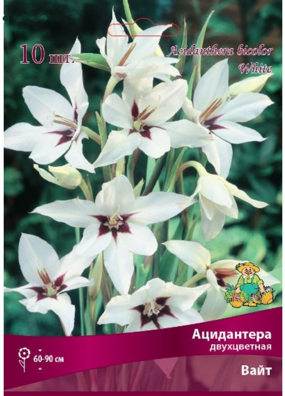Ацидантера двухцветная Вайт , 10 шт, р-р 6/8, Весна 2024