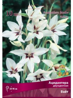 Ацидантера двухцветная Вайт , 10 шт, р-р 6/8, Весна 2024