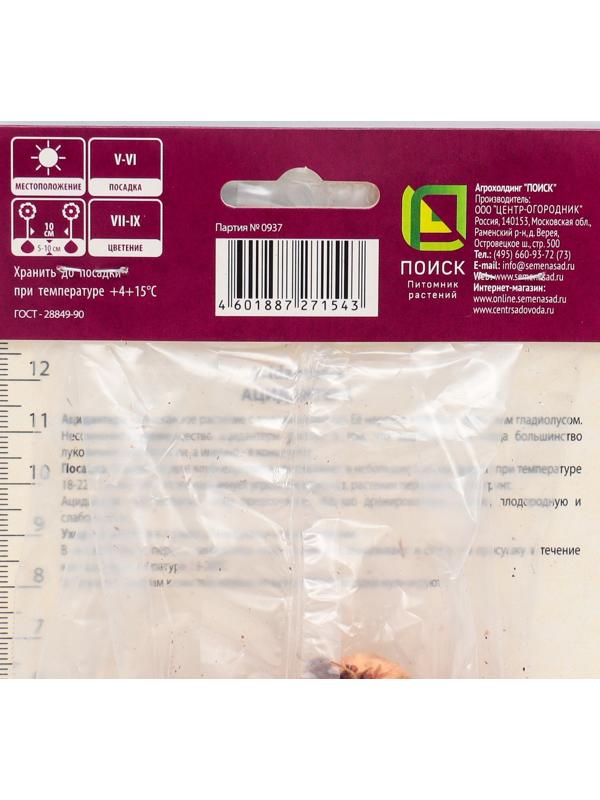 Ацидантера двухцветная Вайт , 10 шт, р-р 6/8, Весна 2024