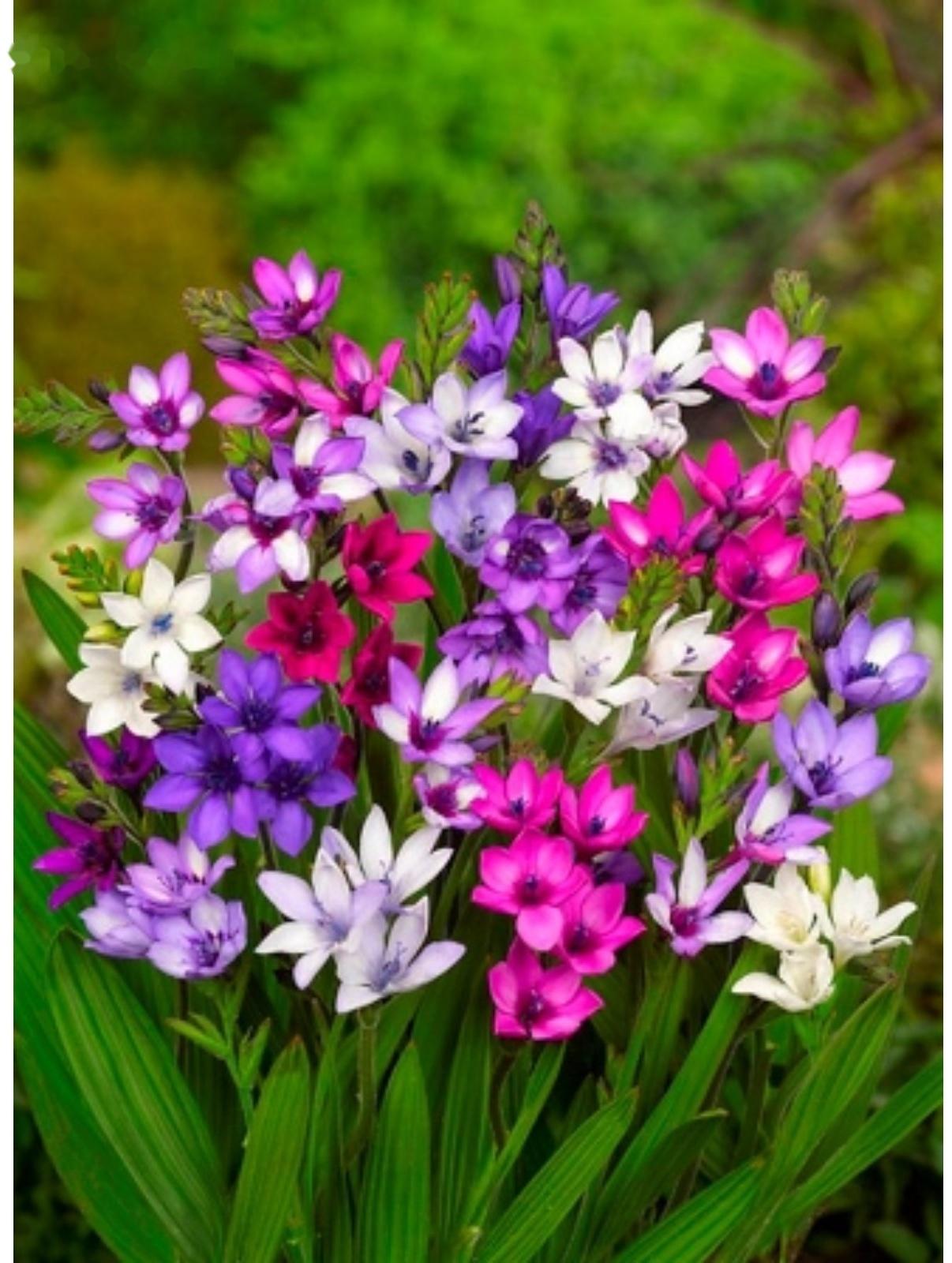 Бабиана прямая Смесь окрасок, 10 шт, р-р 5+, Весна 2024