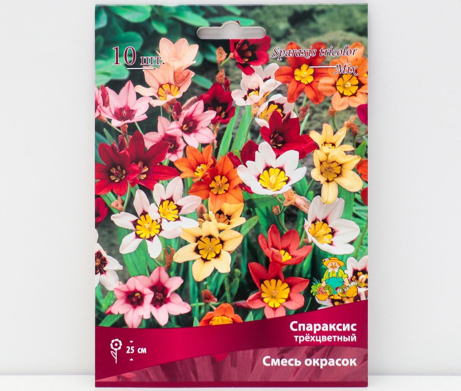 Спараксис трёхцветный Cмесь окрасок, 10 шт, р-р 5/+, Весна 2024