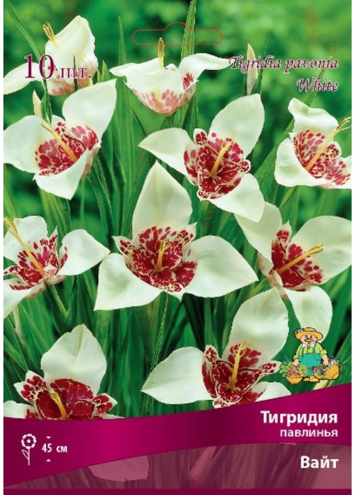 Тигридия павлинья Вайт, 10 шт, р-р 5/7, Весна 2024