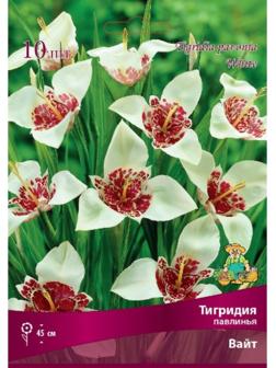 Тигридия павлинья Вайт, 10 шт, р-р 5/7, Весна 2024