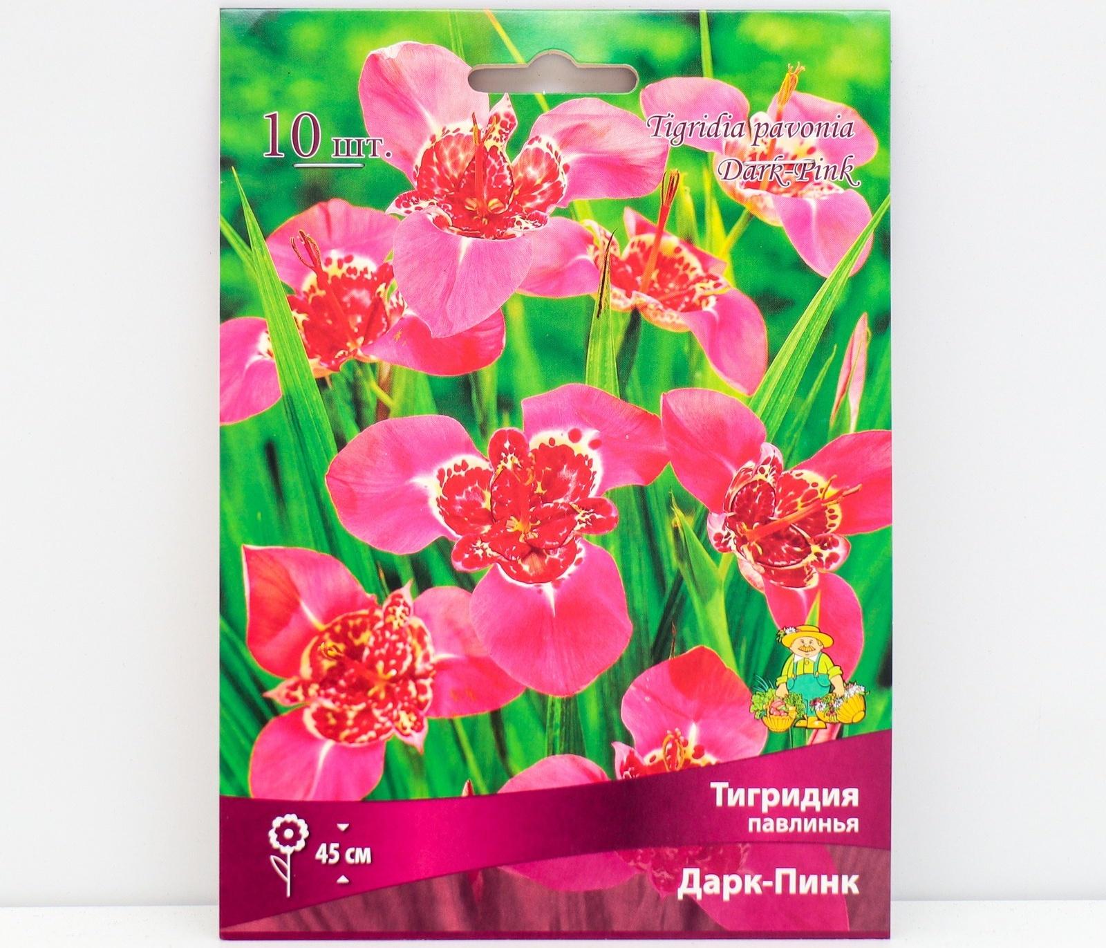 Тигридия павлинья Дарк-Пинк, 10 шт, р-р 5/7, Весна 2024