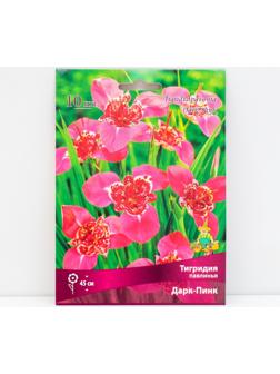 Тигридия павлинья Дарк-Пинк, 10 шт, р-р 5/7, Весна 2024