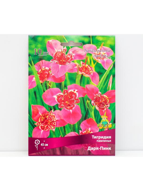 Тигридия павлинья Дарк-Пинк, 10 шт, р-р 5/7, Весна 2024
