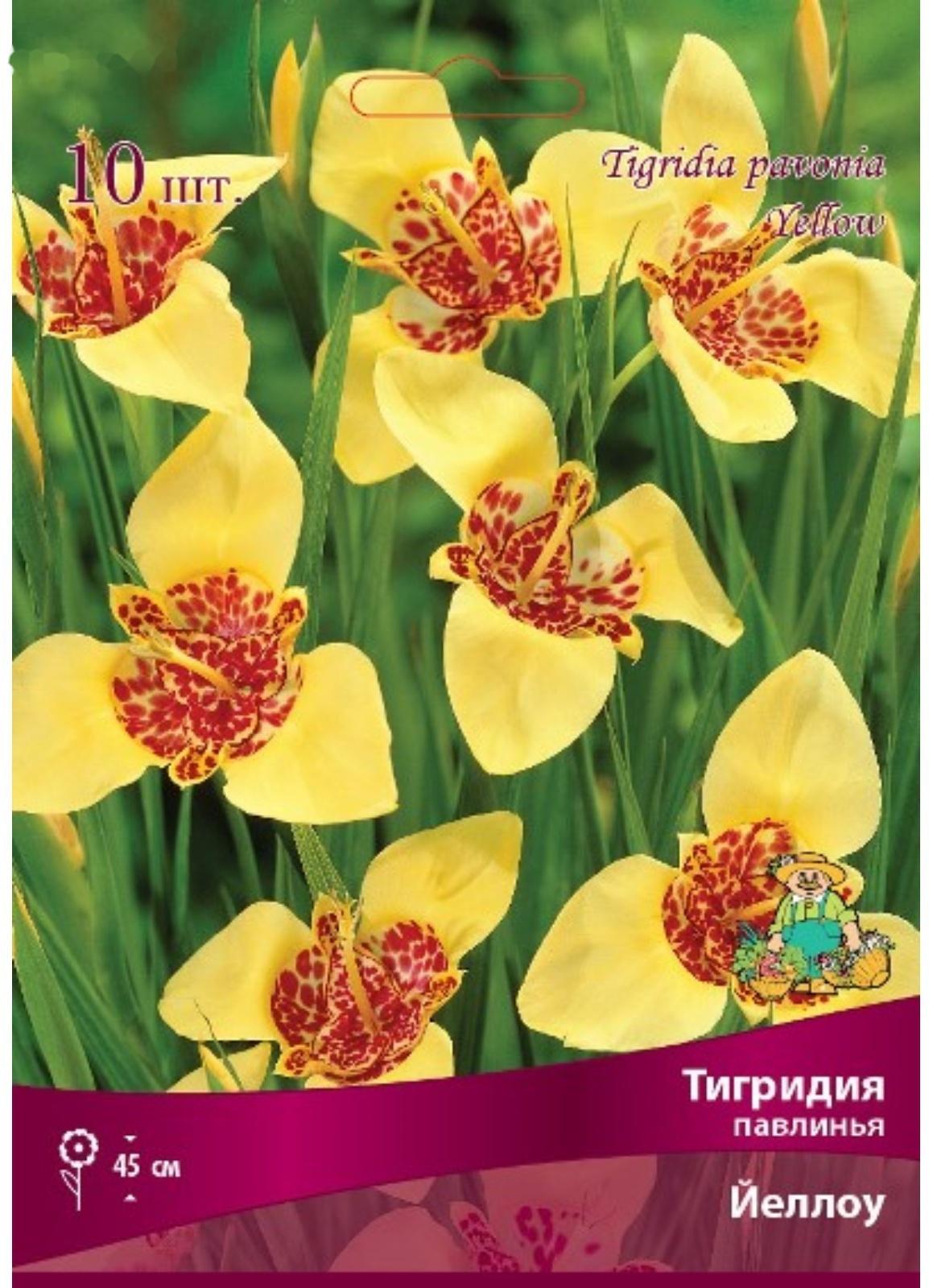 Тигридия павлинья Йеллоу, 10 шт, р-р 5/7, Весна 2024