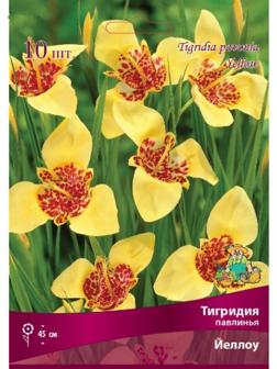 Тигридия павлинья Йеллоу, 10 шт, р-р 5/7, Весна 2024