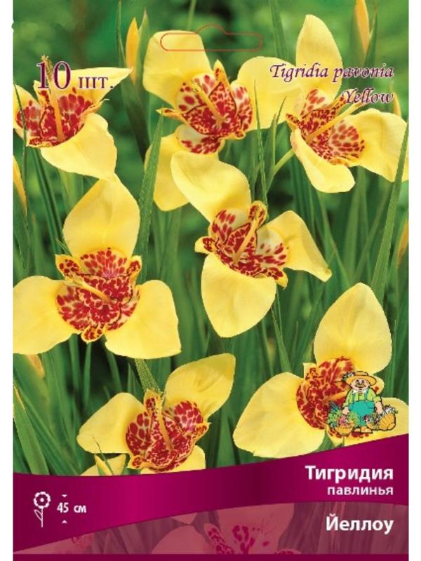 Тигридия павлинья Йеллоу, 10 шт, р-р 5/7, Весна 2024