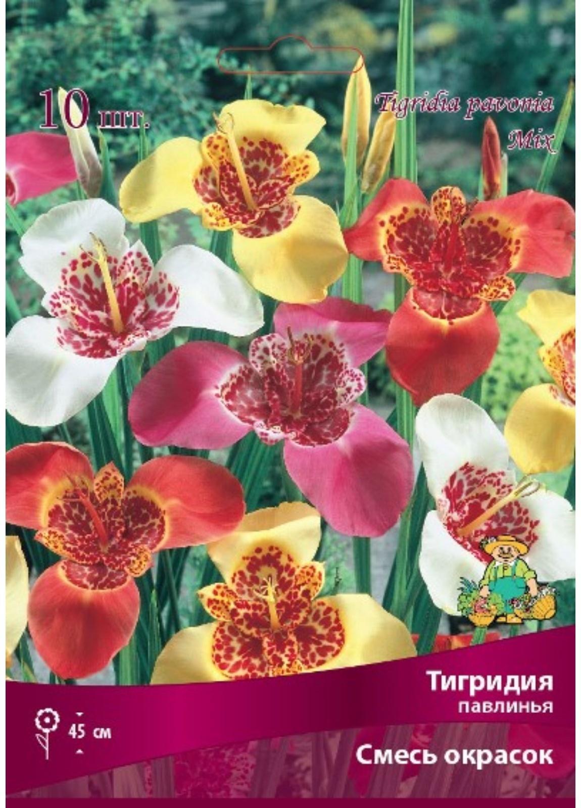 Тигридия павлинья Смесь окрасок , 10 шт, р-р 5/7, Весна 2024