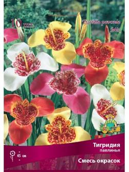 Тигридия павлинья Смесь окрасок , 10 шт, р-р 5/7, Весна 2024