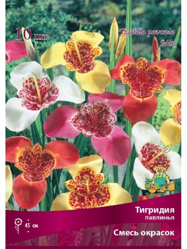Тигридия павлинья Смесь окрасок , 10 шт, р-р 5/7, Весна 2024