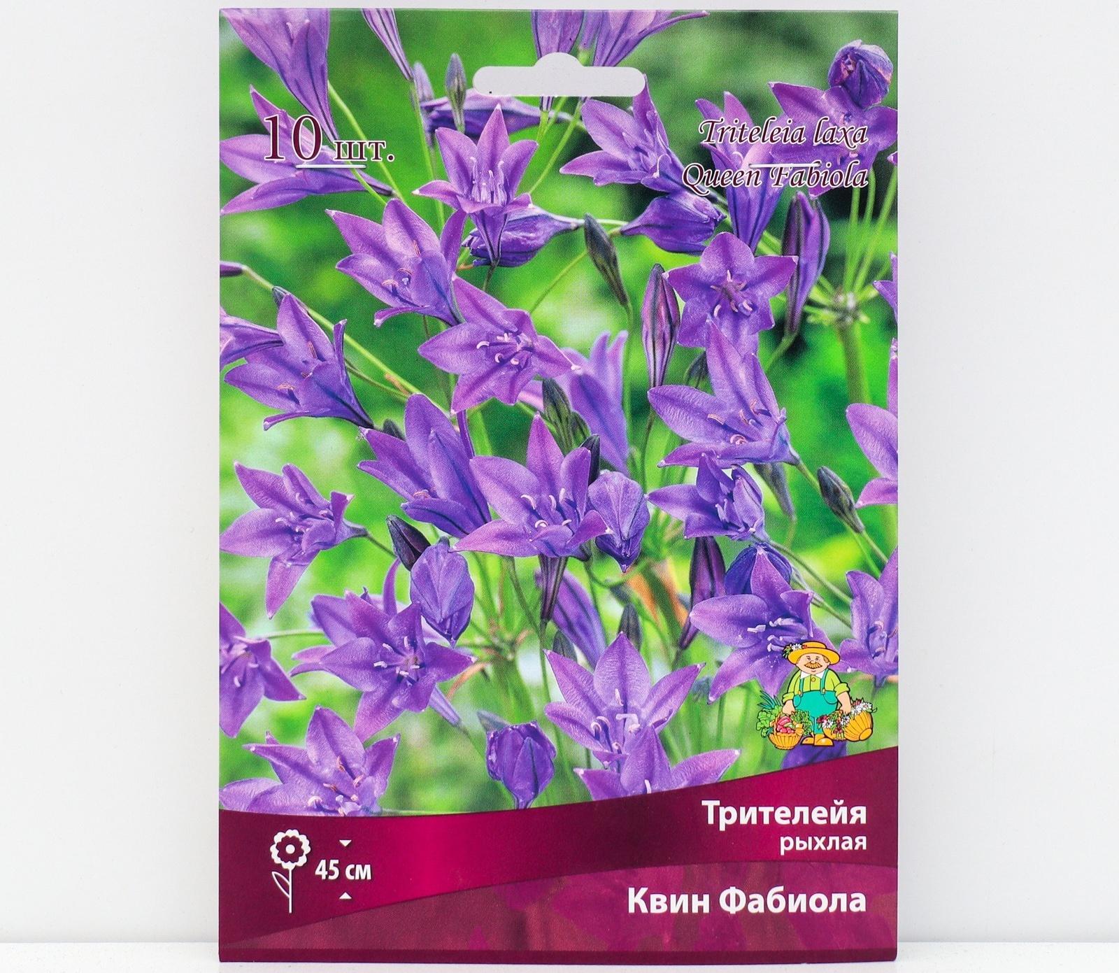 Трителейя рыхлая Квин Фабиола, 10 шт, р-р 5/+, Весна 2024