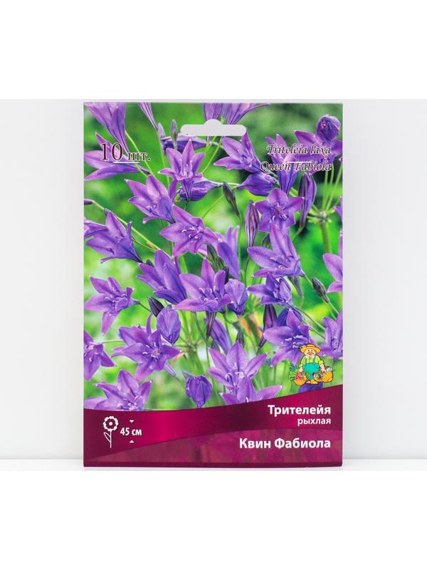 Трителейя рыхлая Квин Фабиола, 10 шт, р-р 5/+, Весна 2024