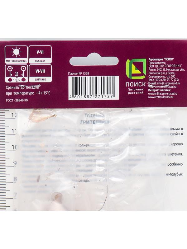 Трителейя рыхлая Квин Фабиола, 10 шт, р-р 5/+, Весна 2024