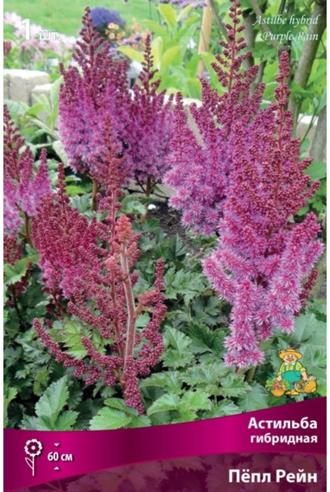 Астильба гибридная 