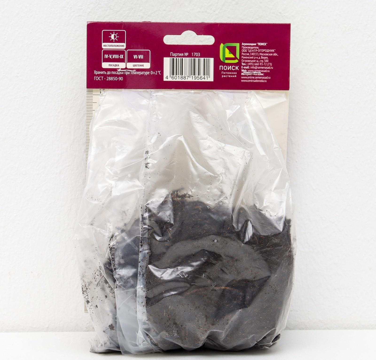 Астильба гибридная 