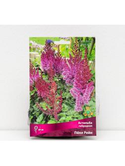 Астильба гибридная 