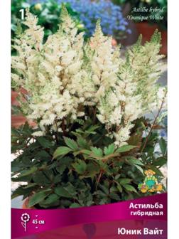 Астильба гибридная патио 