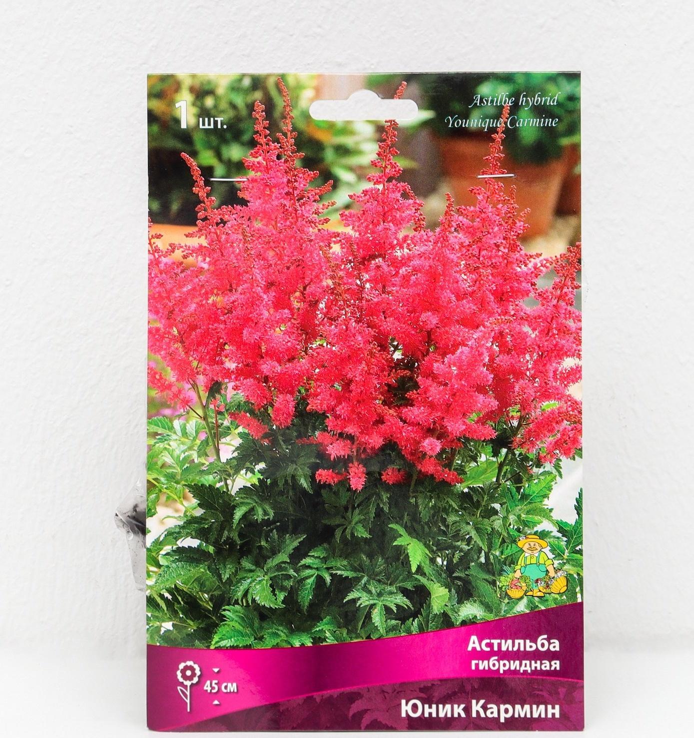 Астильба гибридная патио 