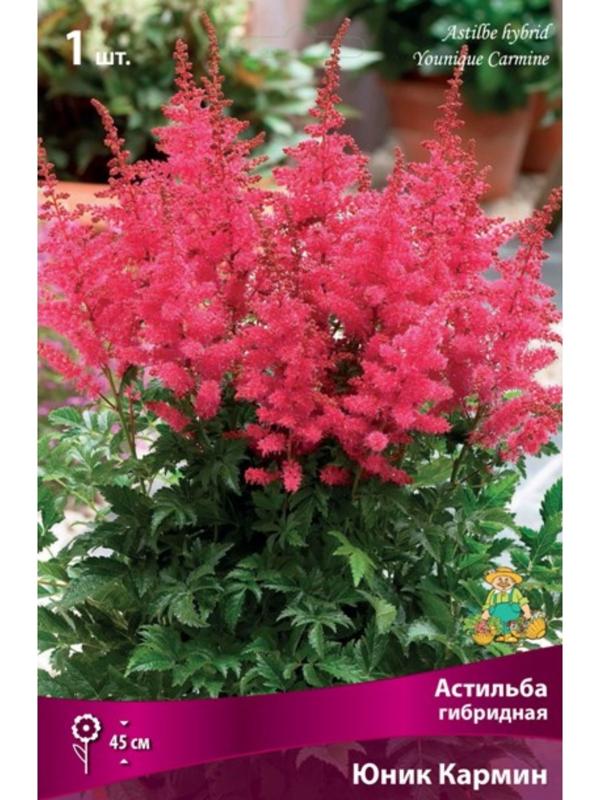 Астильба гибридная патио 