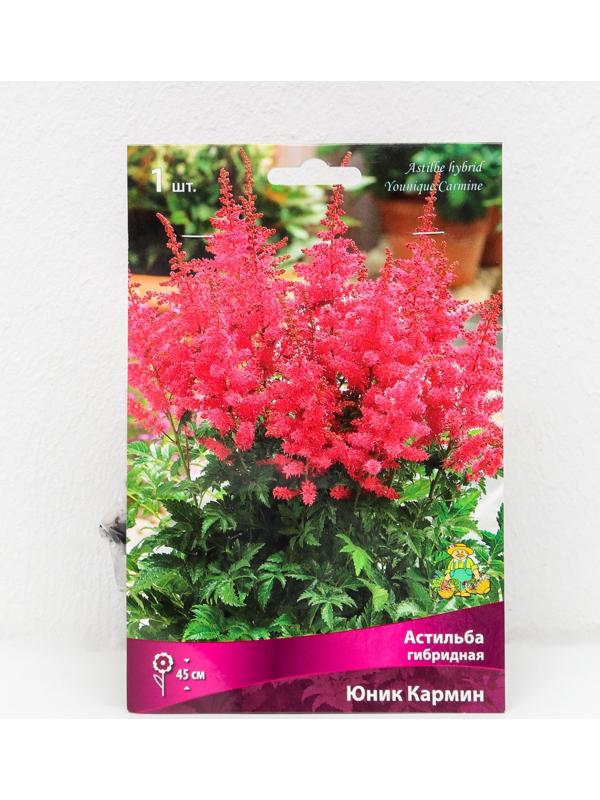 Астильба гибридная патио 