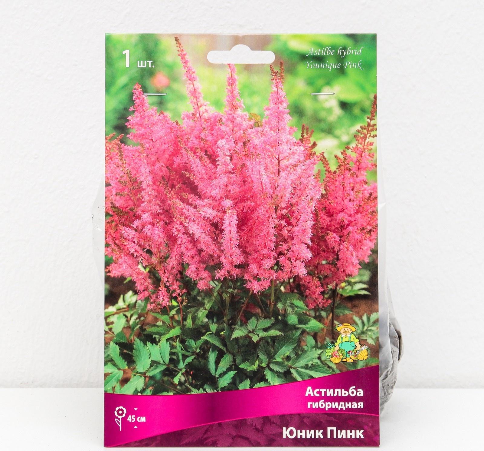 Астильба гибридная патио 