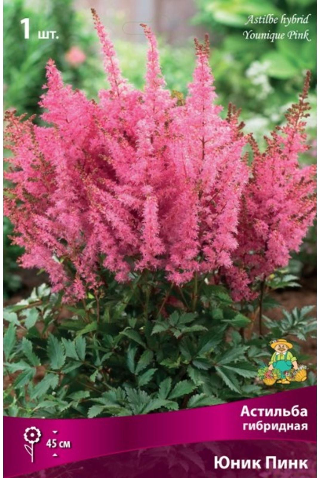 Астильба гибридная патио 