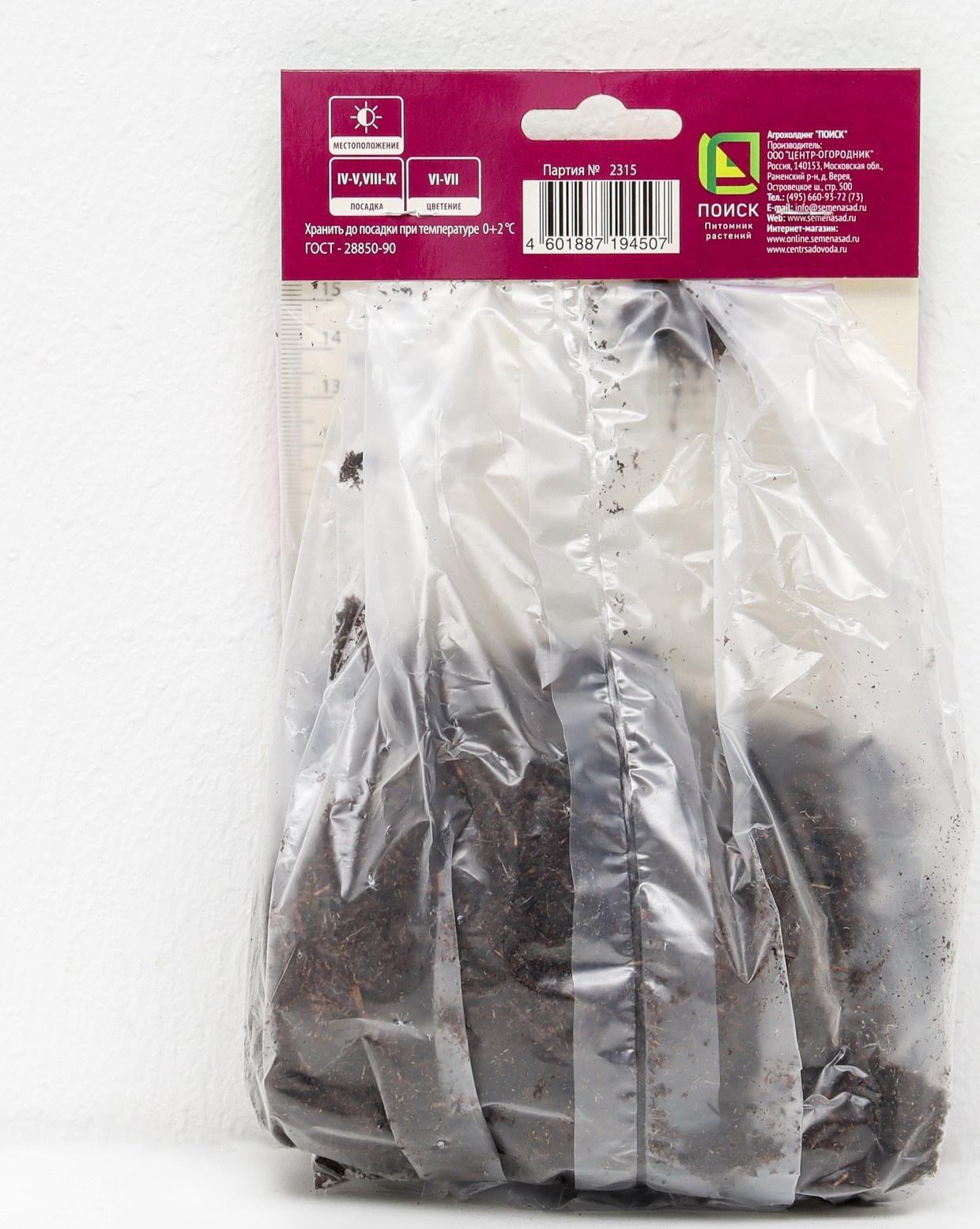 Астильба гибридная патио 