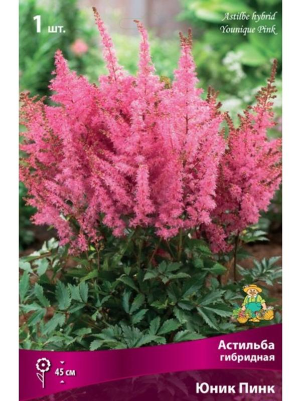 Астильба гибридная патио 