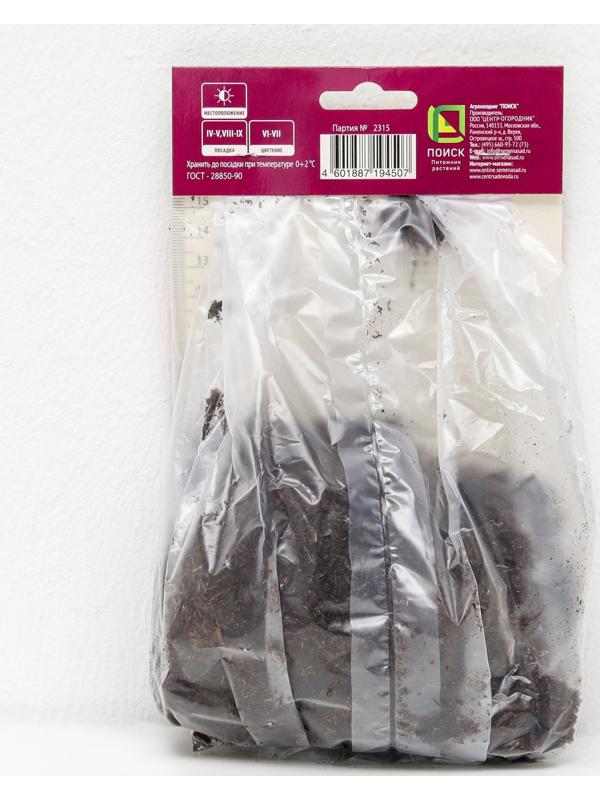 Астильба гибридная патио 