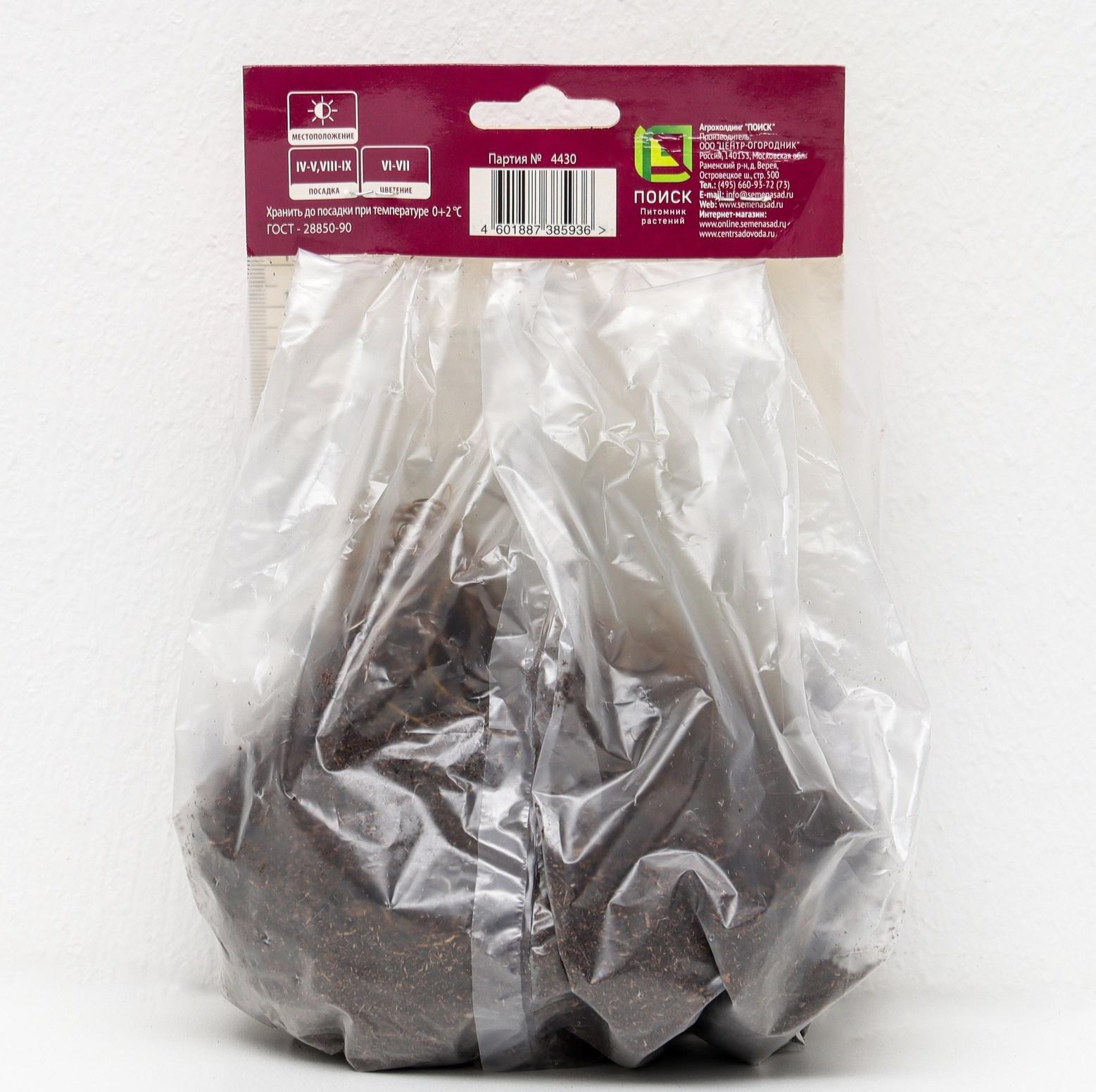 Астильба гибридная патио 