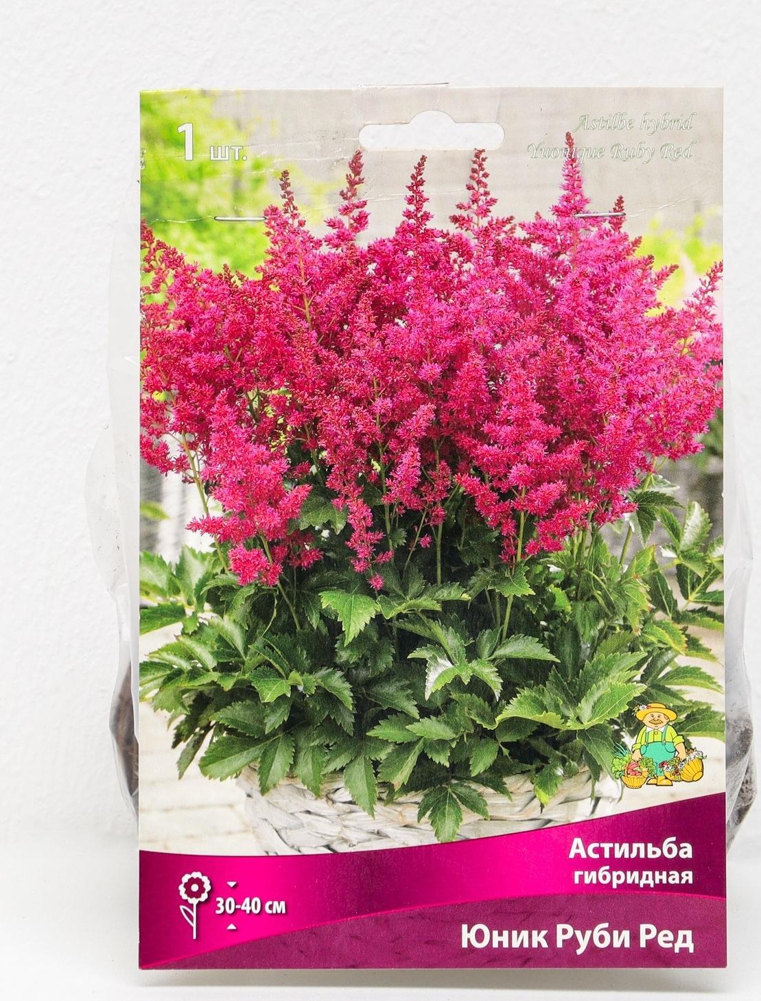 Астильба гибридная патио 